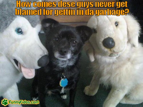 funny-dog-picture-garbage-blame little dog with his stuffed dog pals