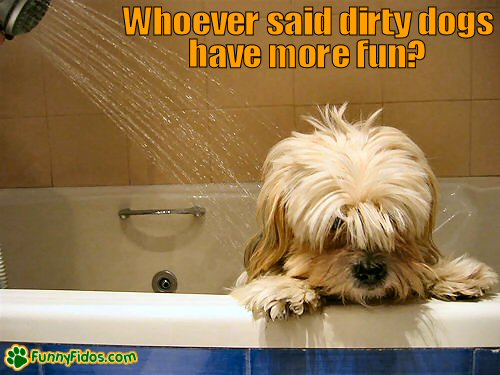 funny-dog-picture-dirty-dogs-more-fun Dog in the shower