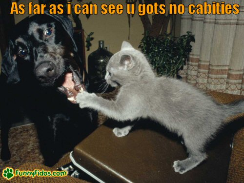 Kitten examining dogs teeth