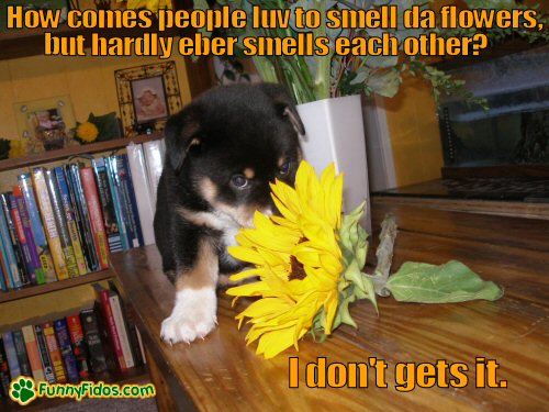 cute little puppy smelling a flower