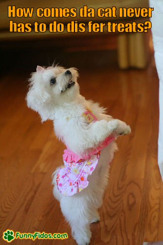 Cute dog doing  a trick for treat