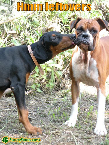 funny-dog-picture-hmm-leftovers dog licking the face of another dog