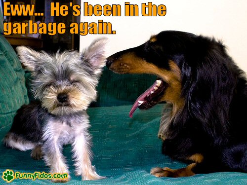 funny yorkie
