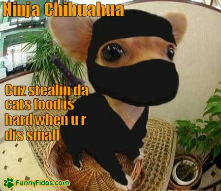 Little Chihuahua in a ninja outfit