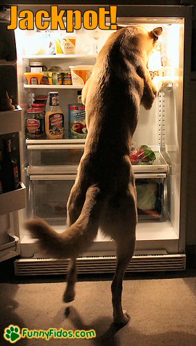 Dog Refrigerator