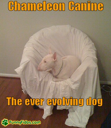 funny-dog-picture-chameleon-canine A dog blending into his environment