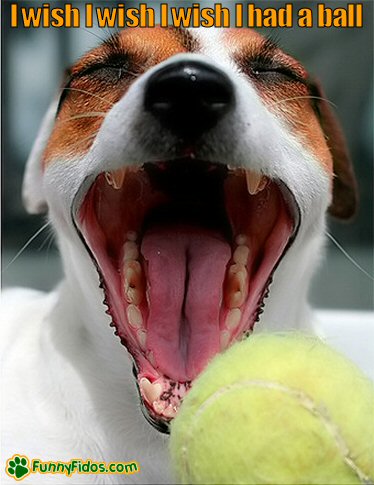 Dog wishing he had a ball