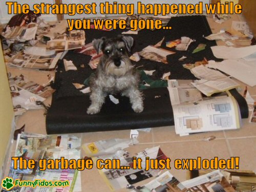 funny-dog-picture-garbage-can-exploded Dog in the middle of a big mess
