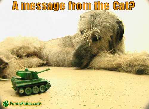 funny-dog-picture-message-from-the-cat Dog looking at a small toy tank