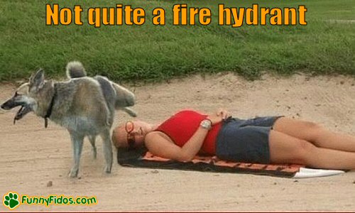 funny-dog-picture-not-quite-hydrant Dog peeing on woman