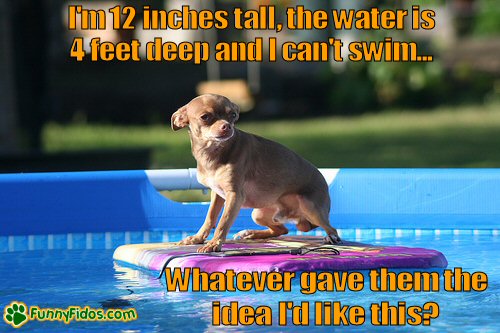 Little Chihuahua in a pool