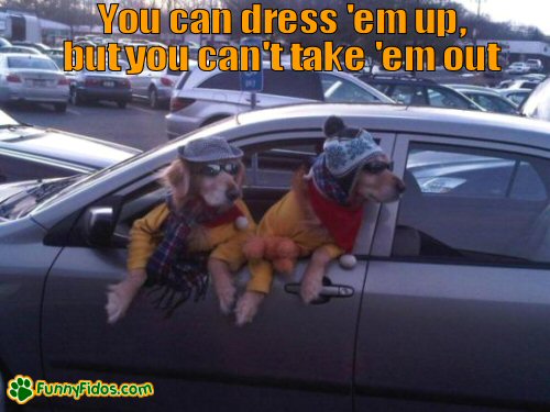 Funny dressed dogs