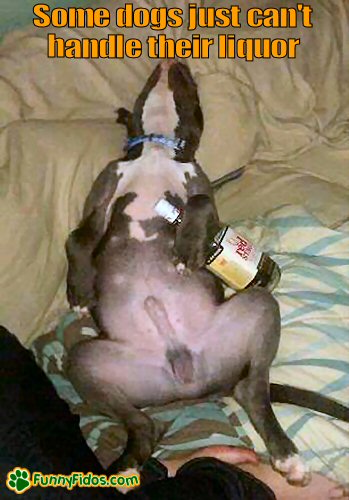 Dog passed out with liquor bottle