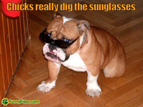 Bulldog wearing sunglasses