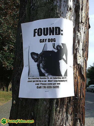 Funny poster of a found dog