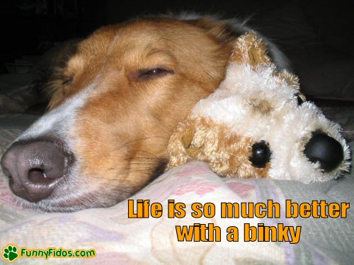 funny-dog-picture-lifes-better-with-binky Cute dog sleeping with his binky