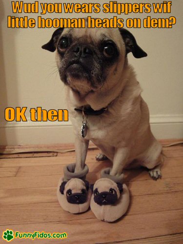 Funny pug dog wearing pug slippers