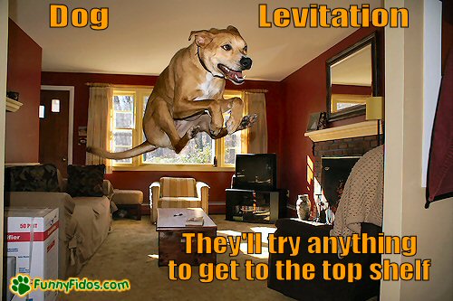 Levitating Dog