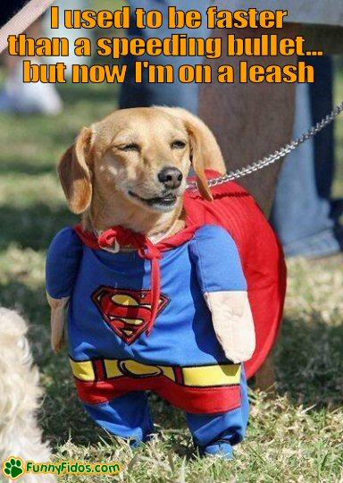 Dog dressed as supperman