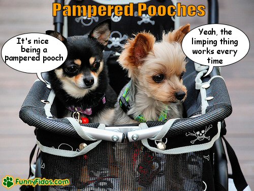 funny-dog-picture-pampered-pooches Two little dogs getting pushed in a baby stroller