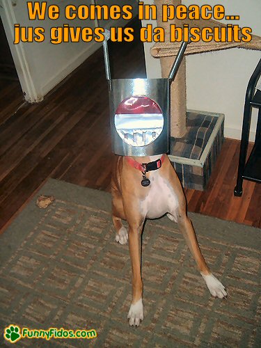 Dog with a martian helmut on