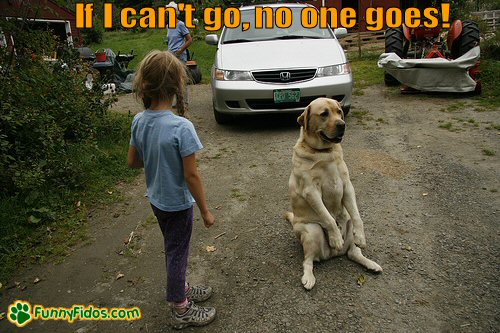 Dog sitting in the middle of the driveway