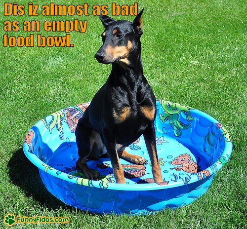 Dog in an empty kiddie pool