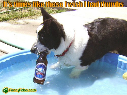 Dog in a pool with a beer