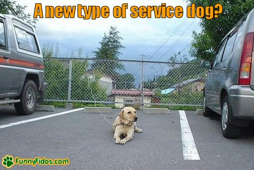 Dog lokks to be saving a parking spot