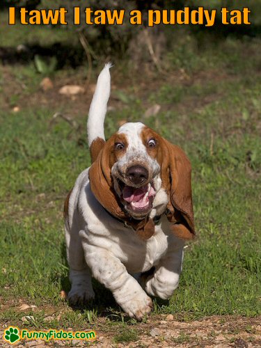 Basset Hound running and looking scared
