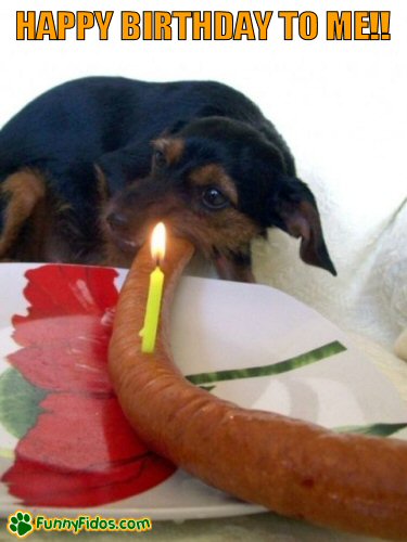 funny-dog-picture-happy-birthday-to-mel Dog eating a giant sausage