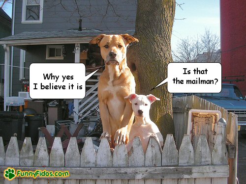 funny-dog-picture-is-that-the-mailman.jpg