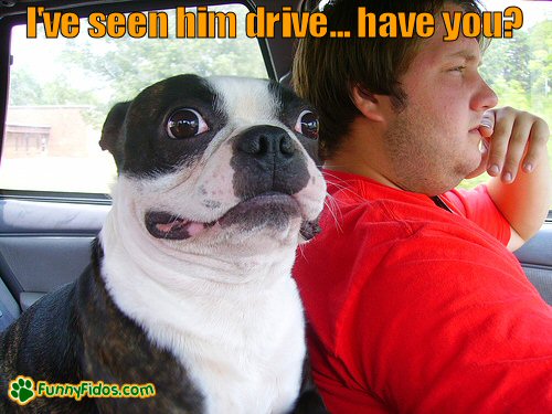 funny-dog-picture-ive-seen-him-drive