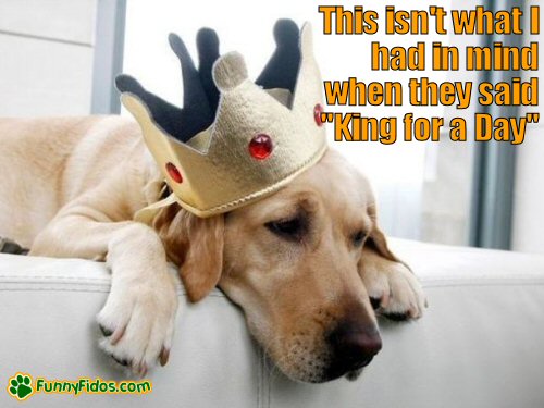 Dog with a king crown on his head