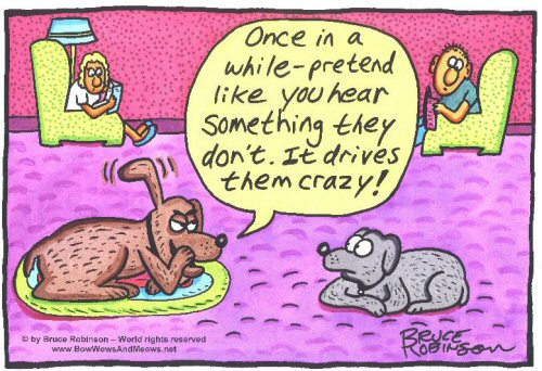 Funny dog cartoon