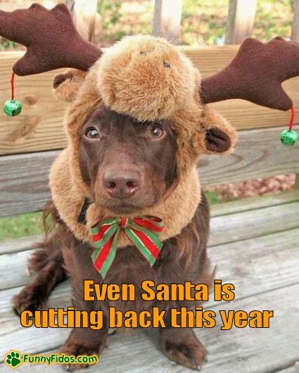 Funny dog wearing reindeer hat