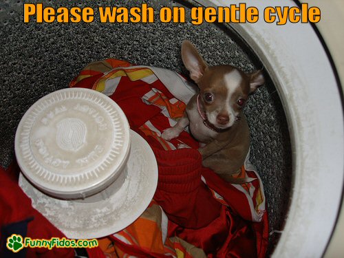 Little dog inside the washing machine