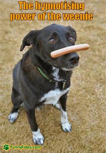 funny-dog-picture-hypnotising-weenie