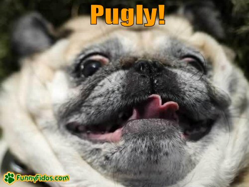 A not so cute Pug Dog