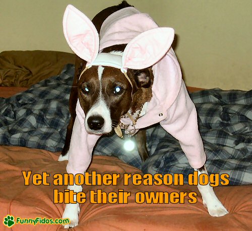 biting owner picture reasons dogs bite their owners biting owner picture reasons dogs bite their owners
