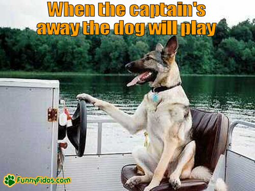 German Shepherd driving a boat