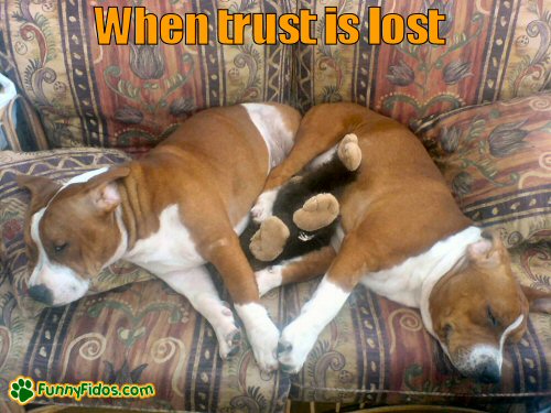 funny-dog-picture-when-trust-is-lost two dogs sleeping on a couch