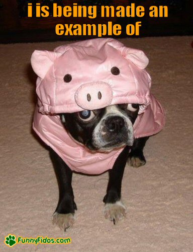 funny-dog-picture-example-of Funny dog dressed like a pig