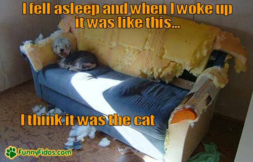 funny-dog-picture-the-cat-did-it.jpg