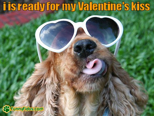 funny dog wearing heart glasses