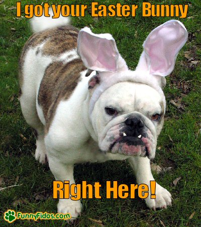 Bulldog dressed as Easter Bunny