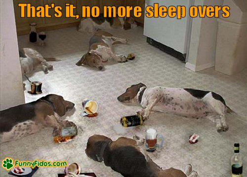 funny-dog-picture-no-more-sleep-overs drunken dogs
