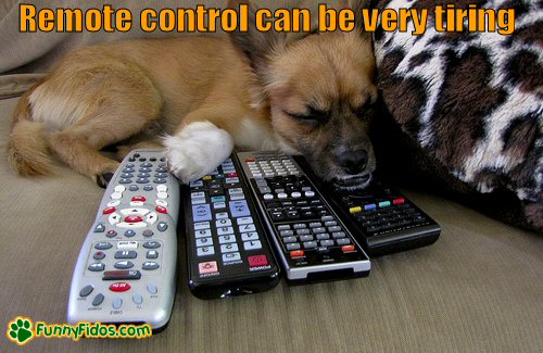 little dog guarding the remotes