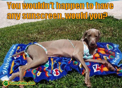 dog in a bikini sunbathing