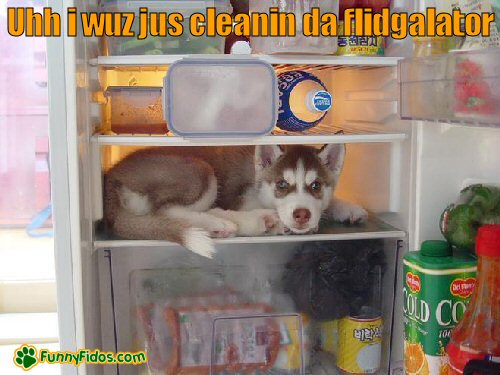 dog in the refrigerator